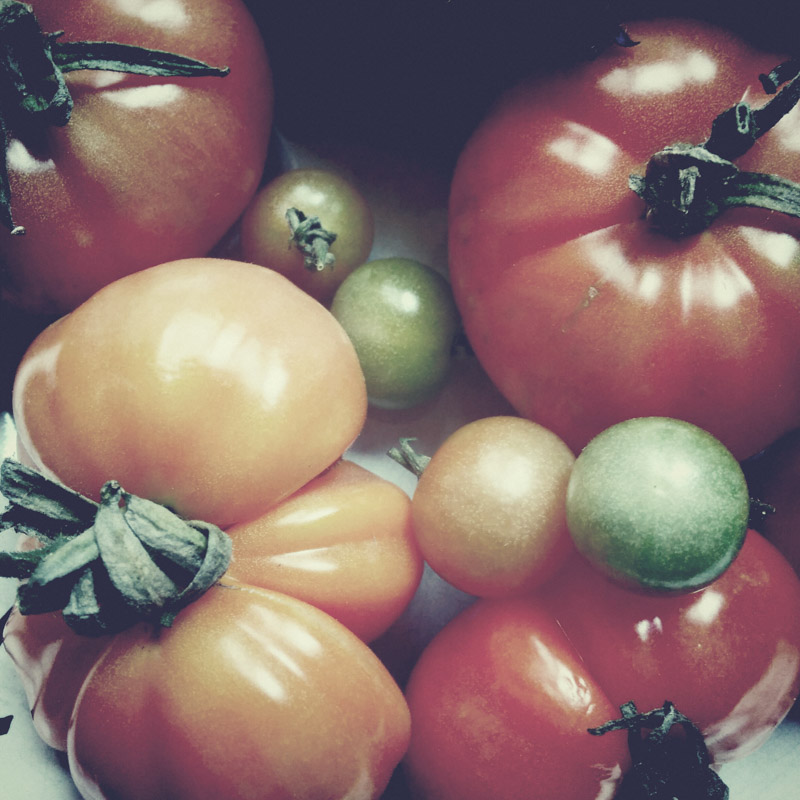 Mes tomates - Elles étaient savoureuses :)
